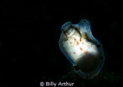 Gas mantle sea squirt - taken in the Shetland islands by Billy Arthur 